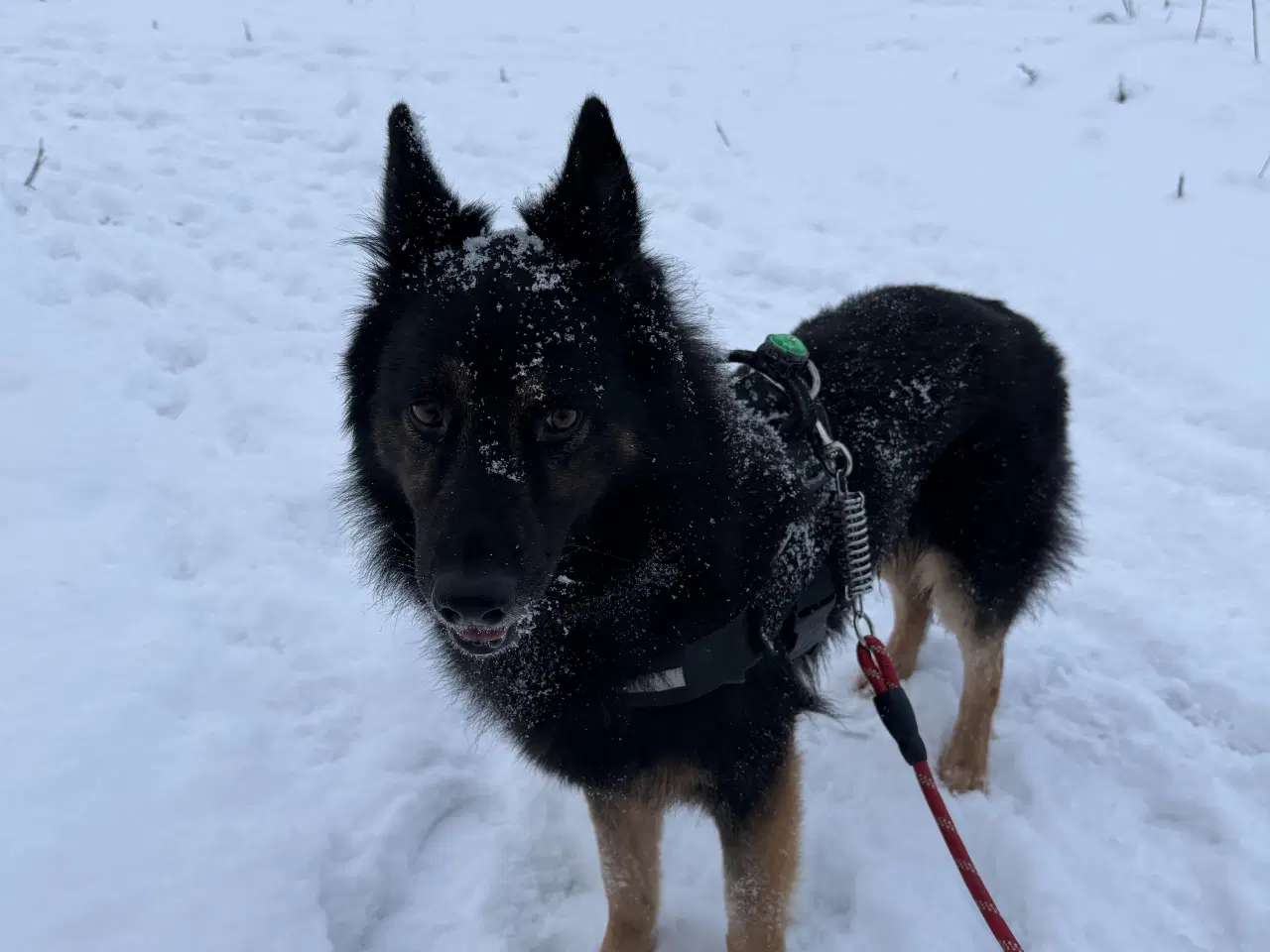 Billede 6 - Søde Scooby søger nyt hjem