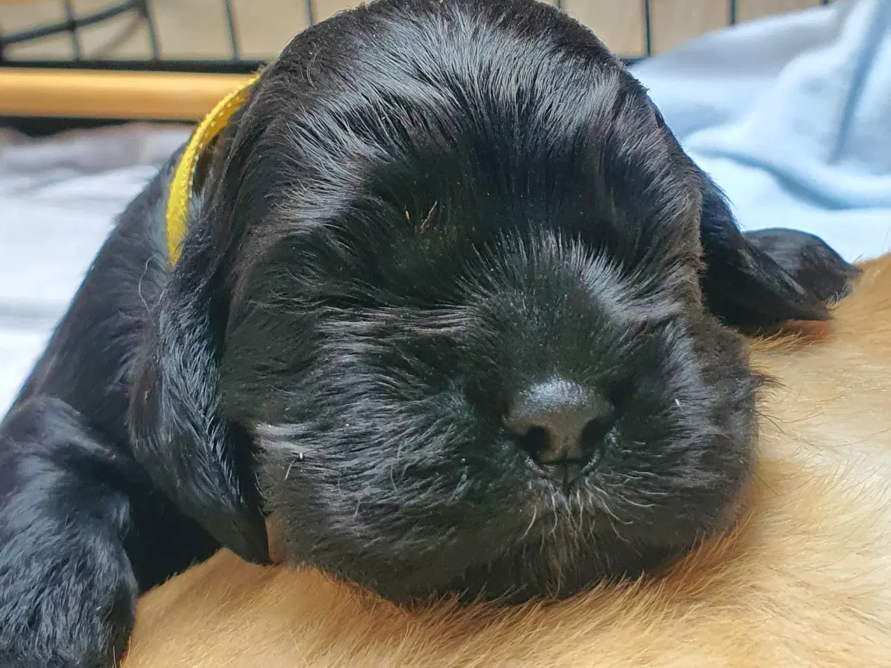 Billede 9 - Amerikansk cocker spaniel valper født 10 juni til 