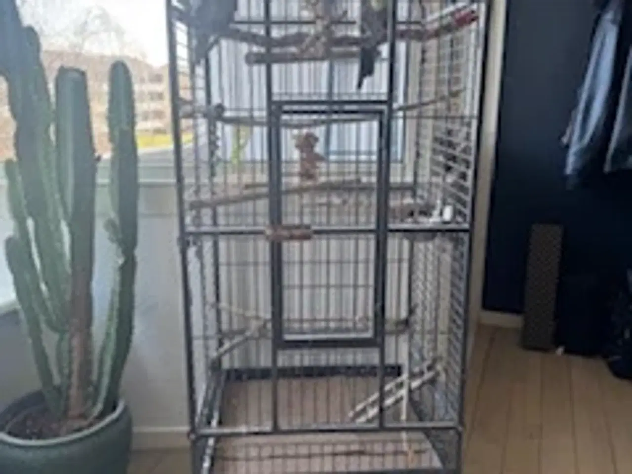 Billede 4 - Nymfeparakitpar søger nyt hjem - med bur