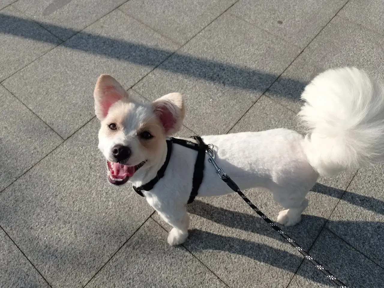 Billede 4 - Molly - kærlig glad pige leder efter sit hjem