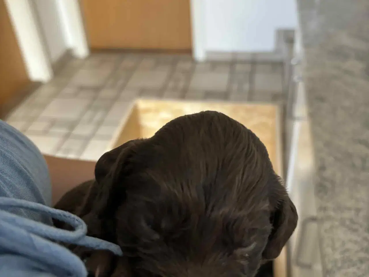Billede 3 - Ft. Cocker spaniel hvalpe