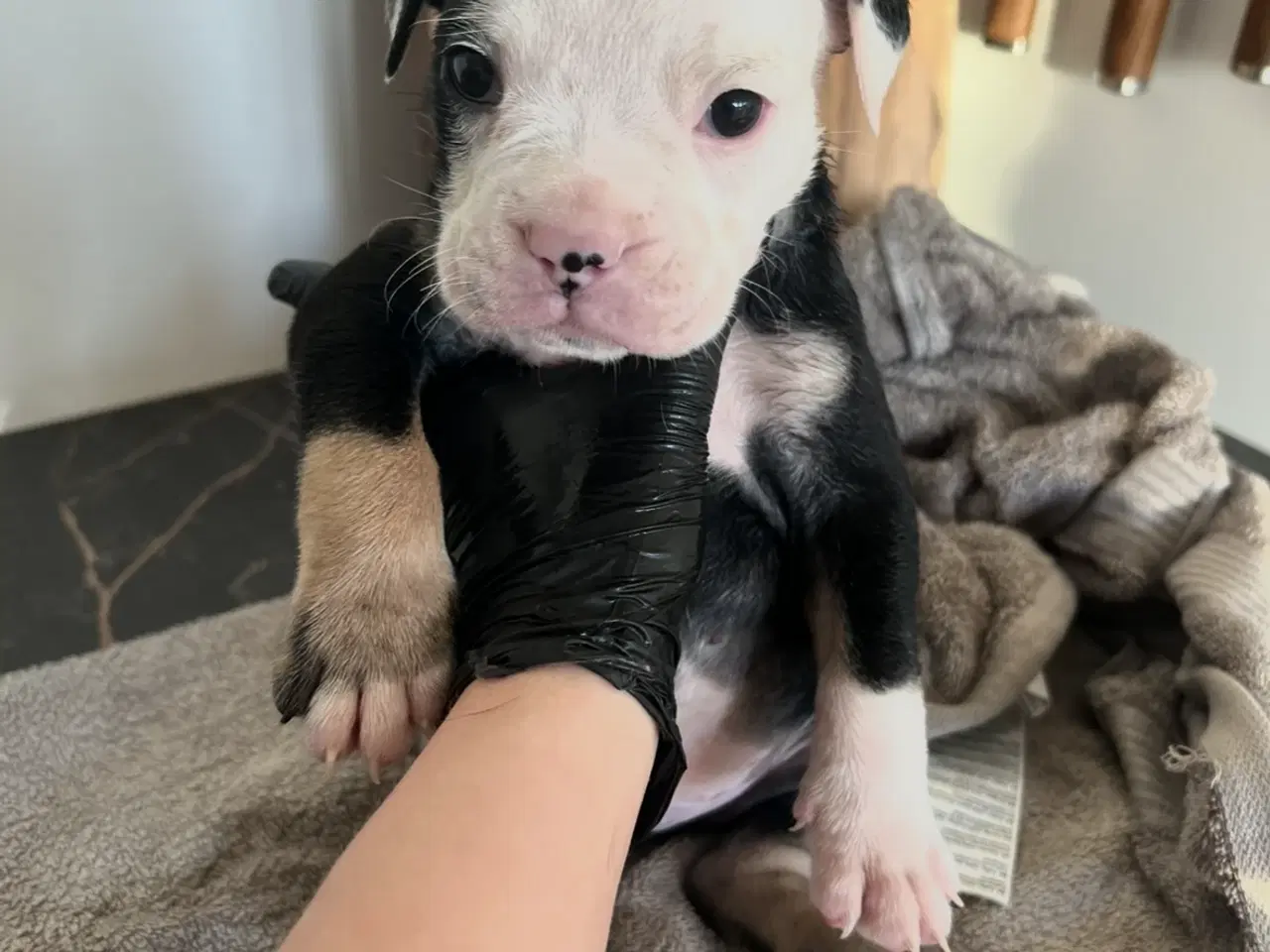 Billede 2 - 8 OEB hvalpe søger nyt hjem