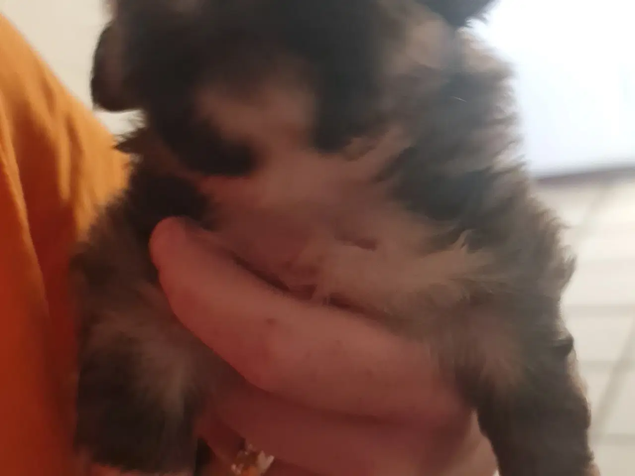 Billede 5 - To Pekingeser drenge tilbage