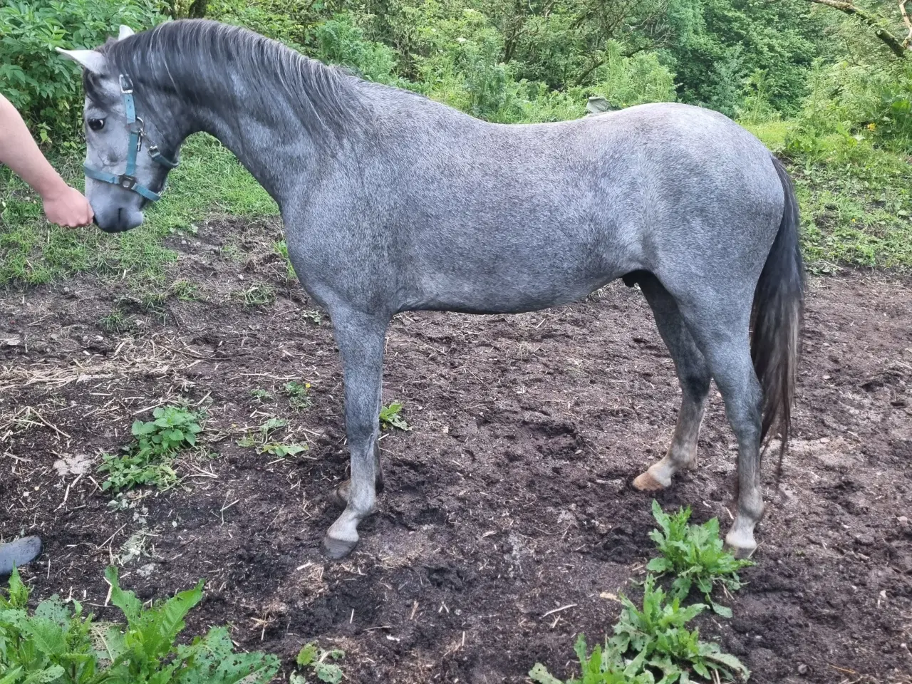 Billede 1 - Welsh hingst 2 år