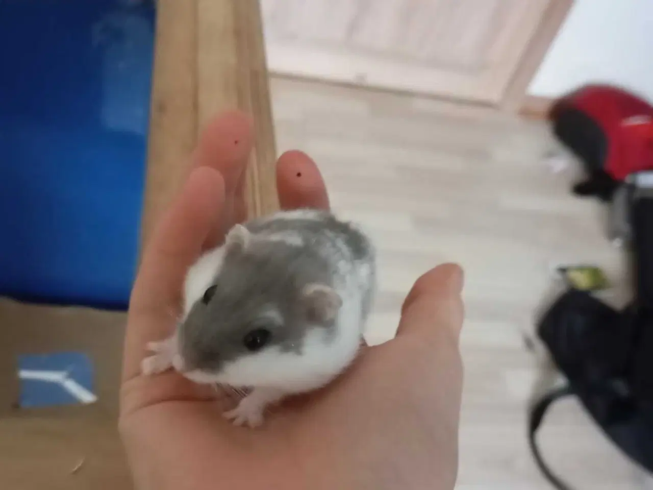 Billede 3 - DværgHamster