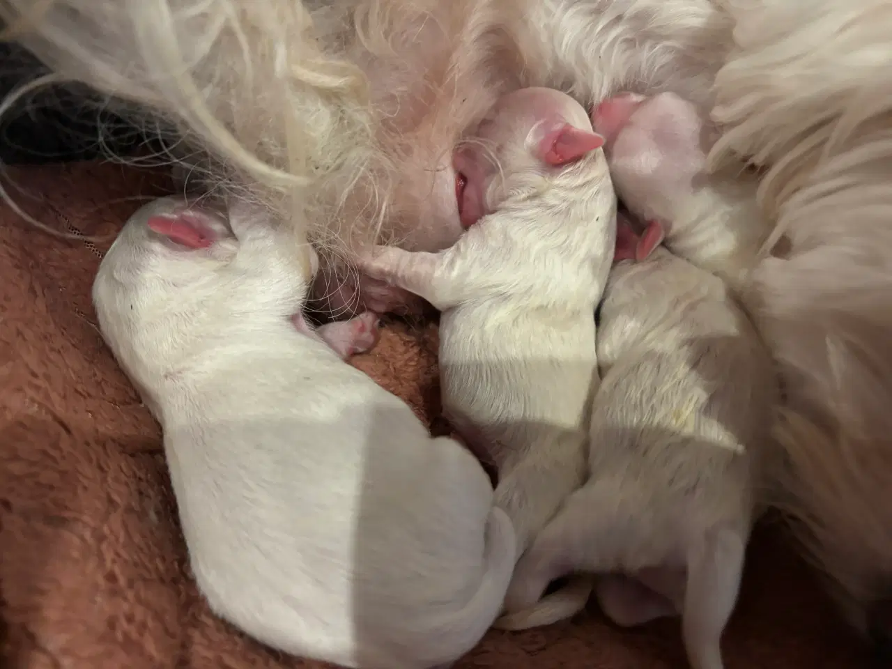 Billede 4 - Bichon Malteser hvalpe 💝🐩