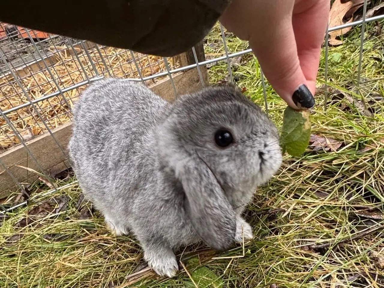 Billede 13 - Han Dværgvædder unger sælges - klar nu 