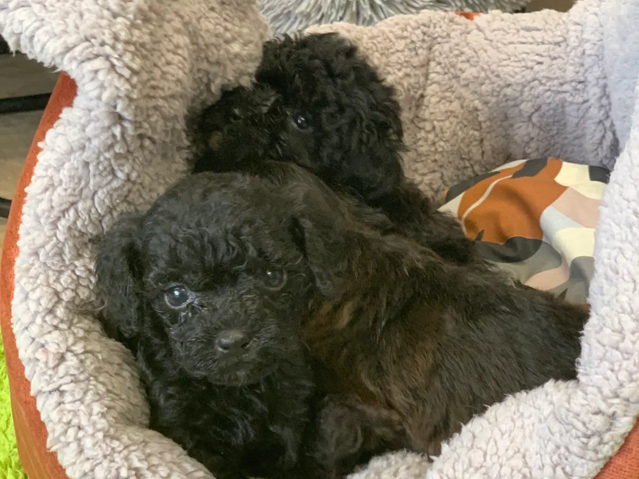 Billede 8 - Mini Maltipoo babyer 