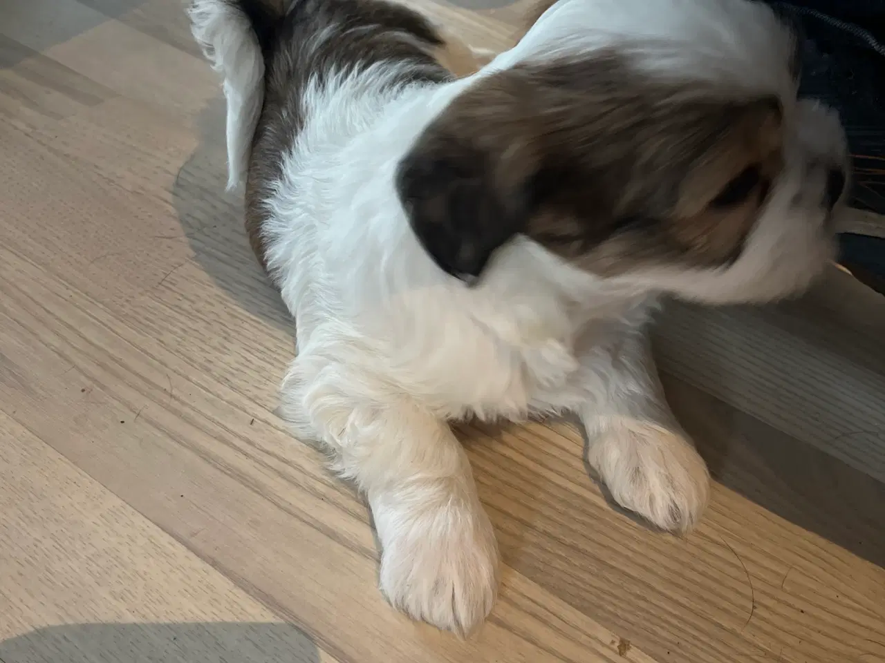 Billede 3 - Shih tzu hvalpe sælges 