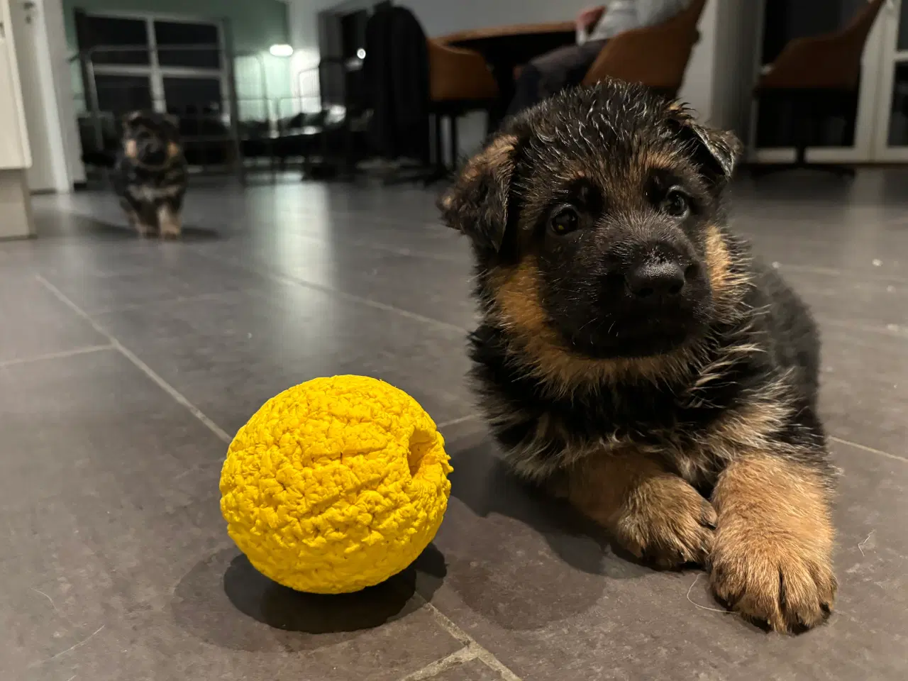 Billede 8 - Schæferhvalpe med stamtavle