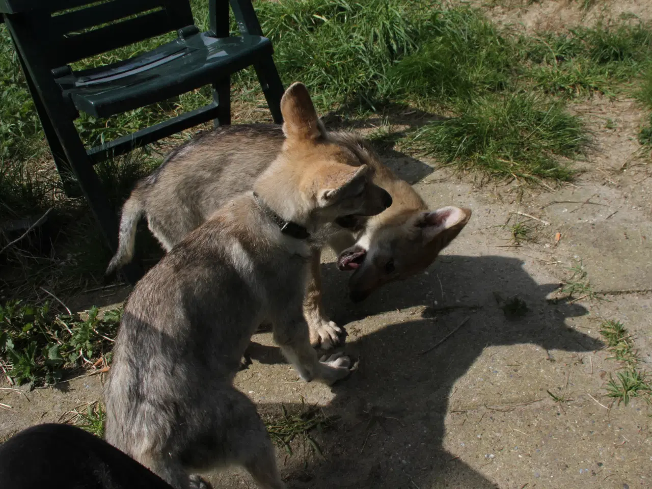 Billede 8 - Tjekkoslovakisk ulvehundehvalpe 