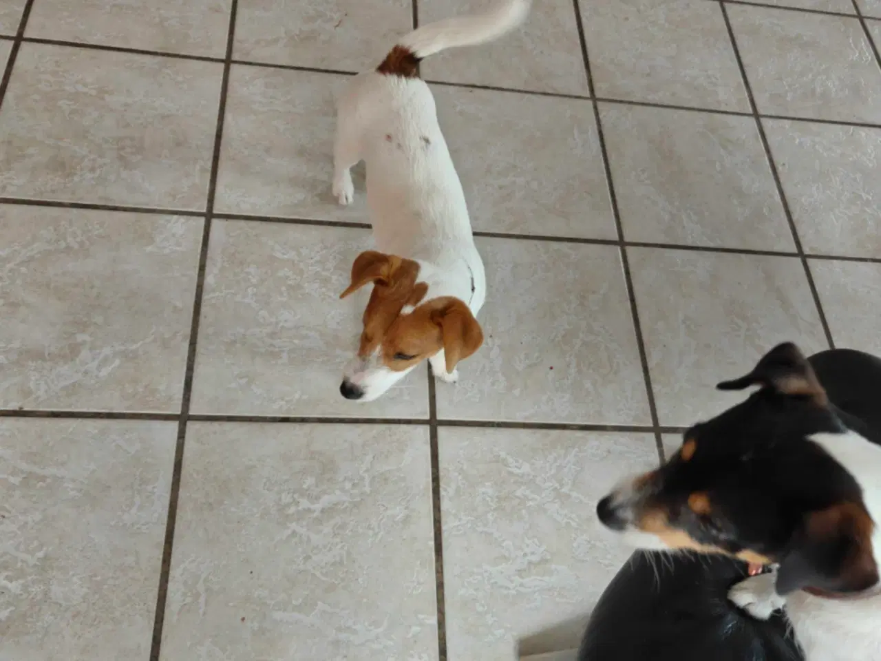 Billede 6 - Jack Russell Terrier Han