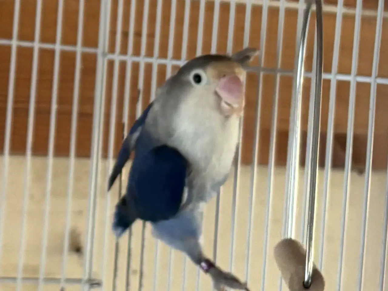 Billede 1 - Rødhovedet dværgpapegøje hun