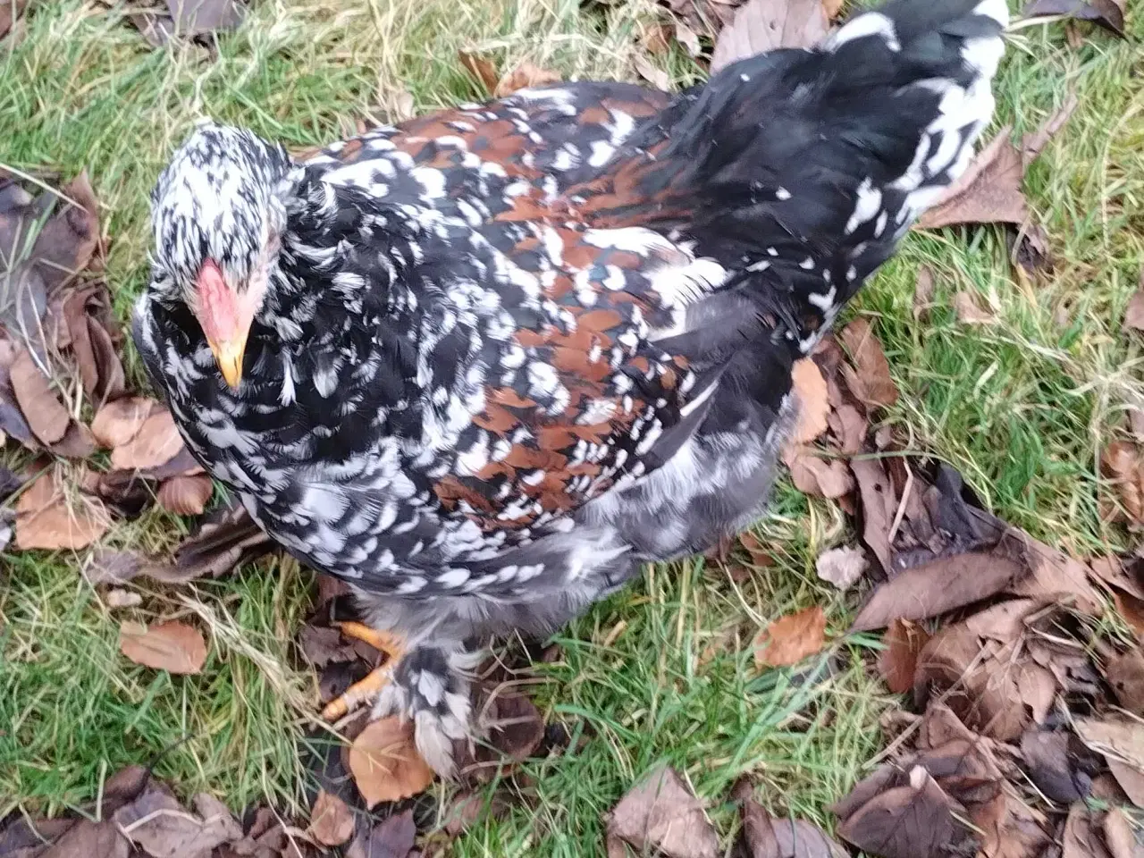 Billede 3 - Ung Brahma hane