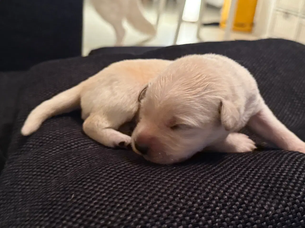 Billede 2 - Mangler du en blød familie julegave