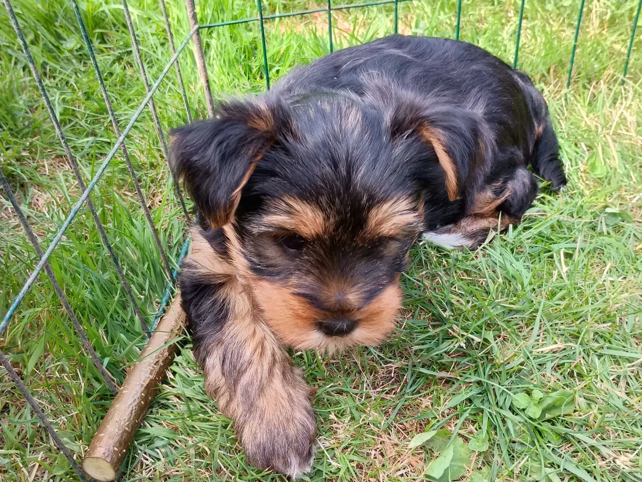 Billede 6 - Yorkshire Terrier Hunde hvalp