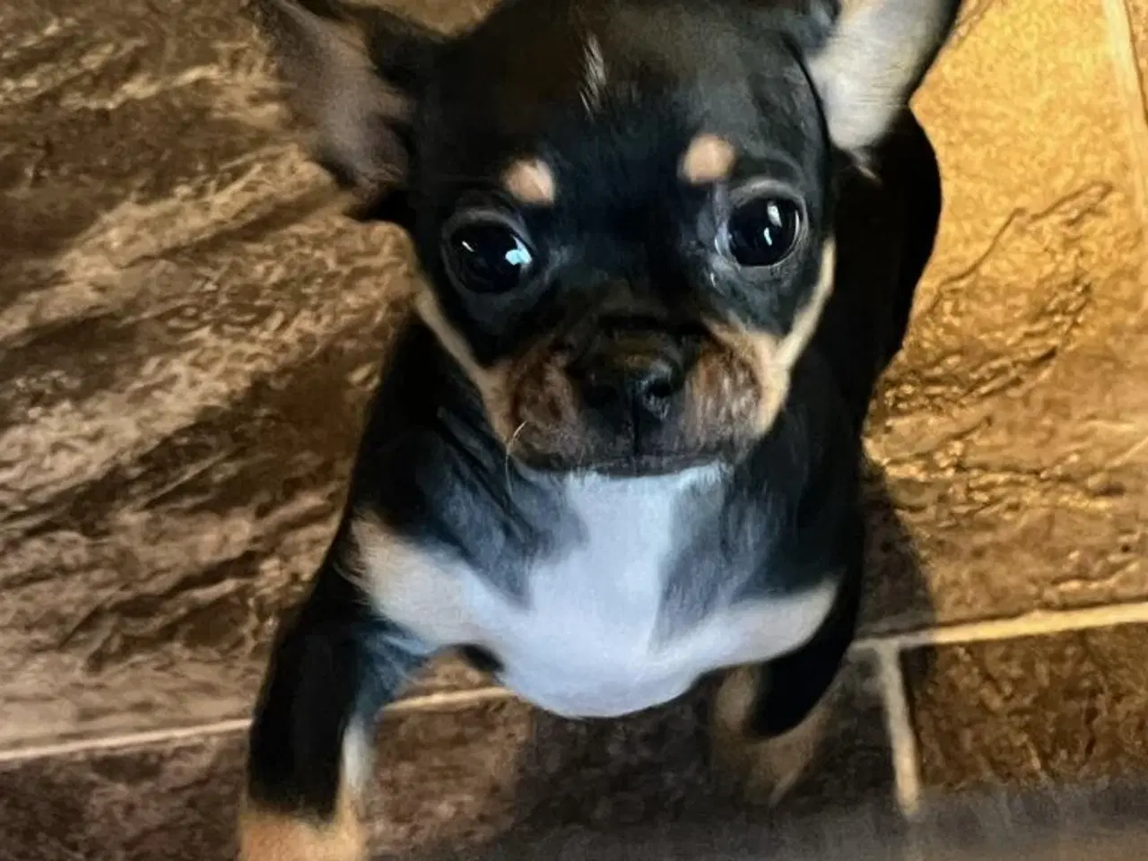 Billede 1 - 3 skønne hanhvalpe søger nyt, kærligt hjem. 