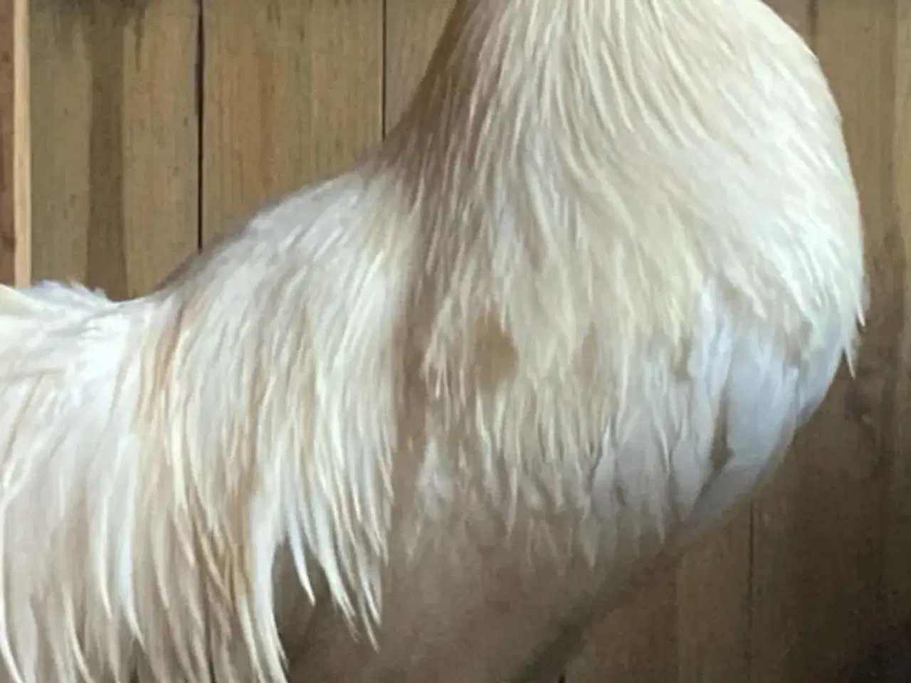 Billede 1 - Rugeæg blandet racer. 🐔❤️af høns