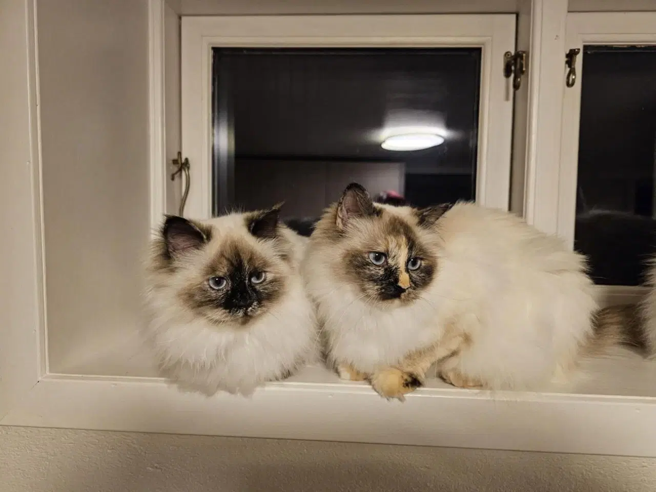 Billede 6 - Hellig birma/ragdoll blandinger 