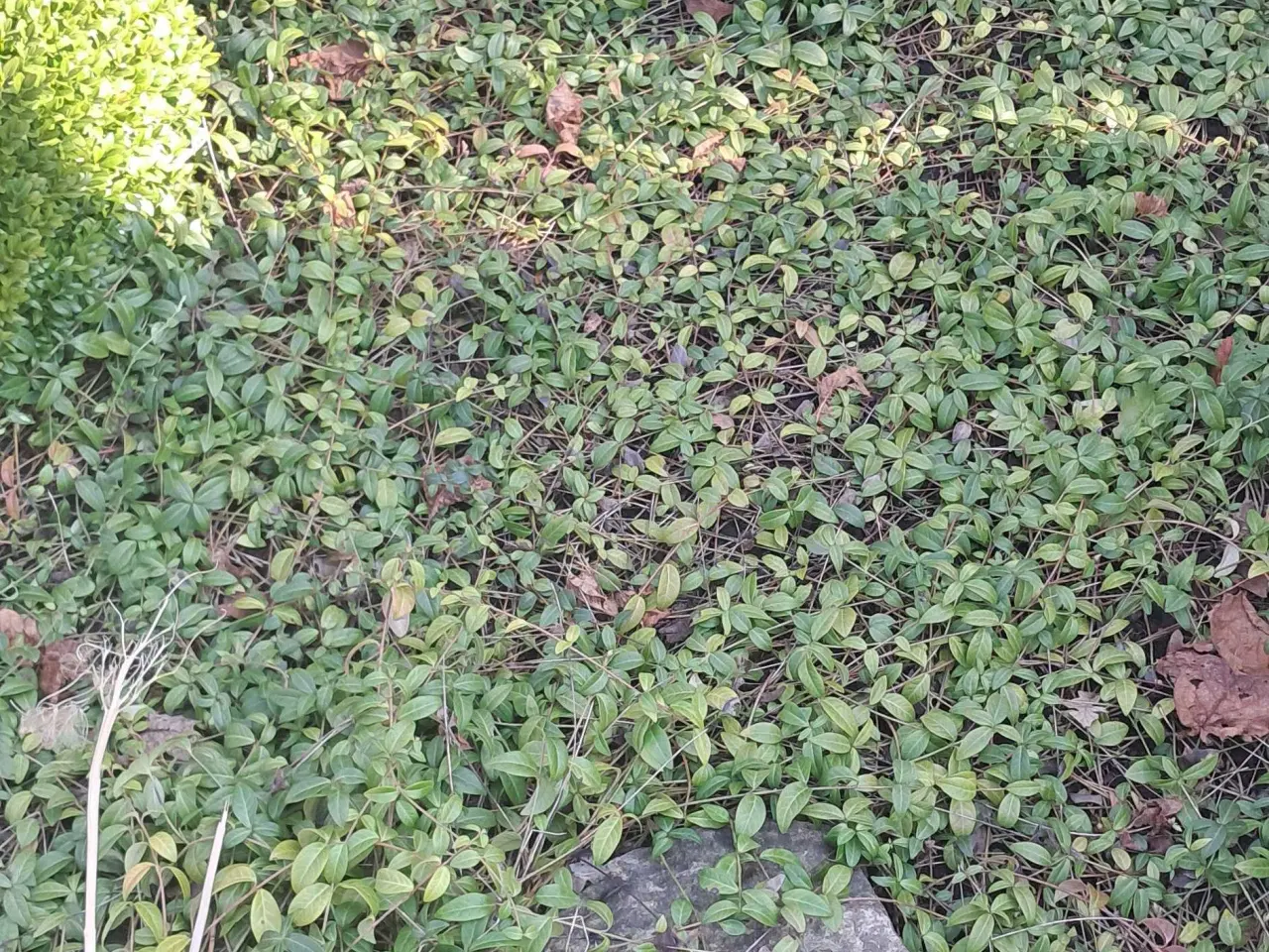 Billede 2 - Flotte havesten