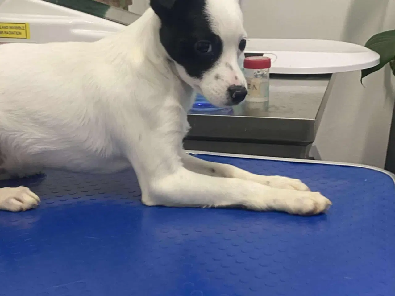 Billede 3 - Smukke Lykke leder efter nyt hjem