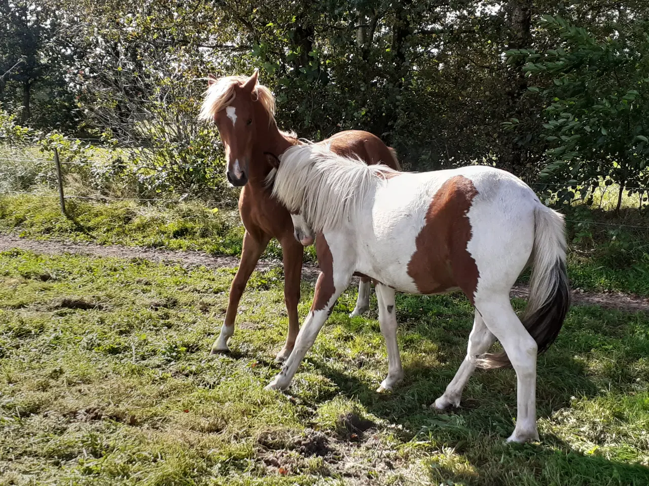 Billede 6 - Pony ,Pinto /araber hingst plag 