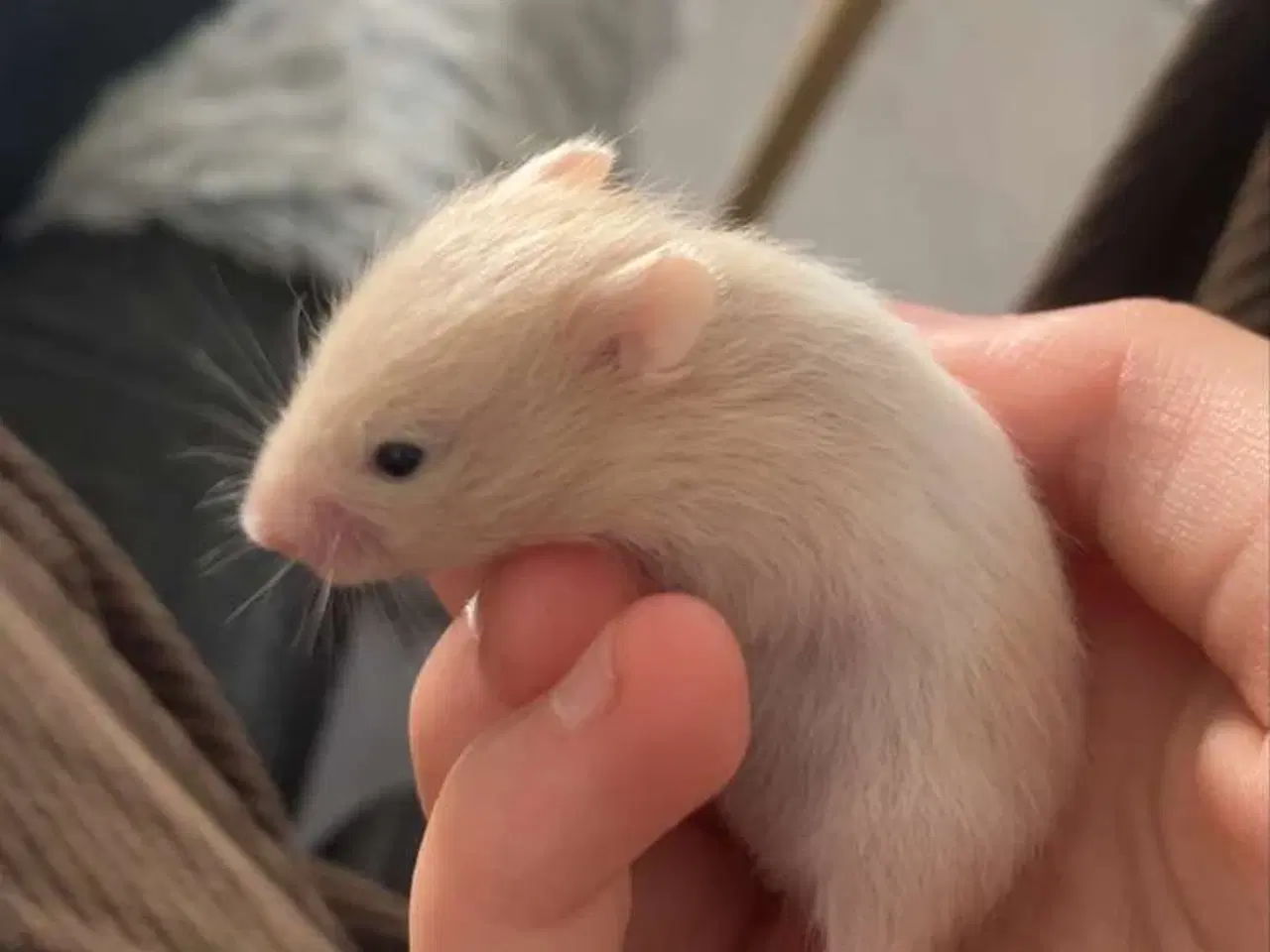 Billede 5 - Guldhamster unger sælges