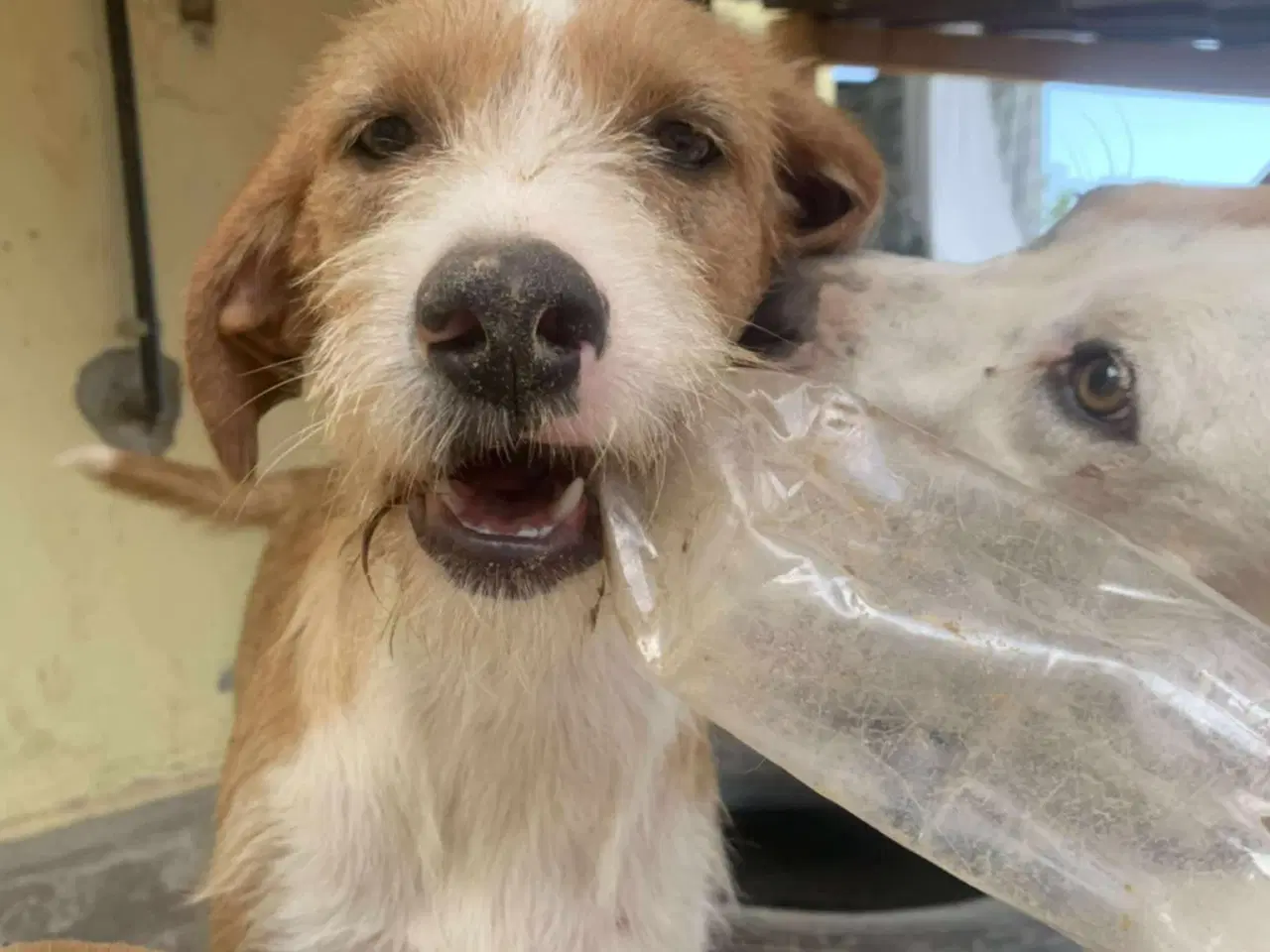 Billede 8 - Skønne Cairo søger sit 4ever hjem