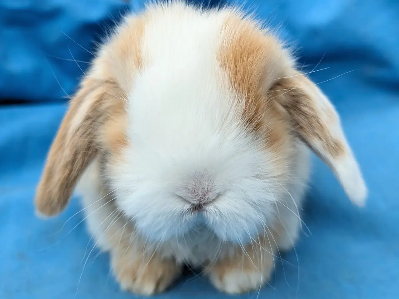 Billede 3 - Minilop kaninunge sælges