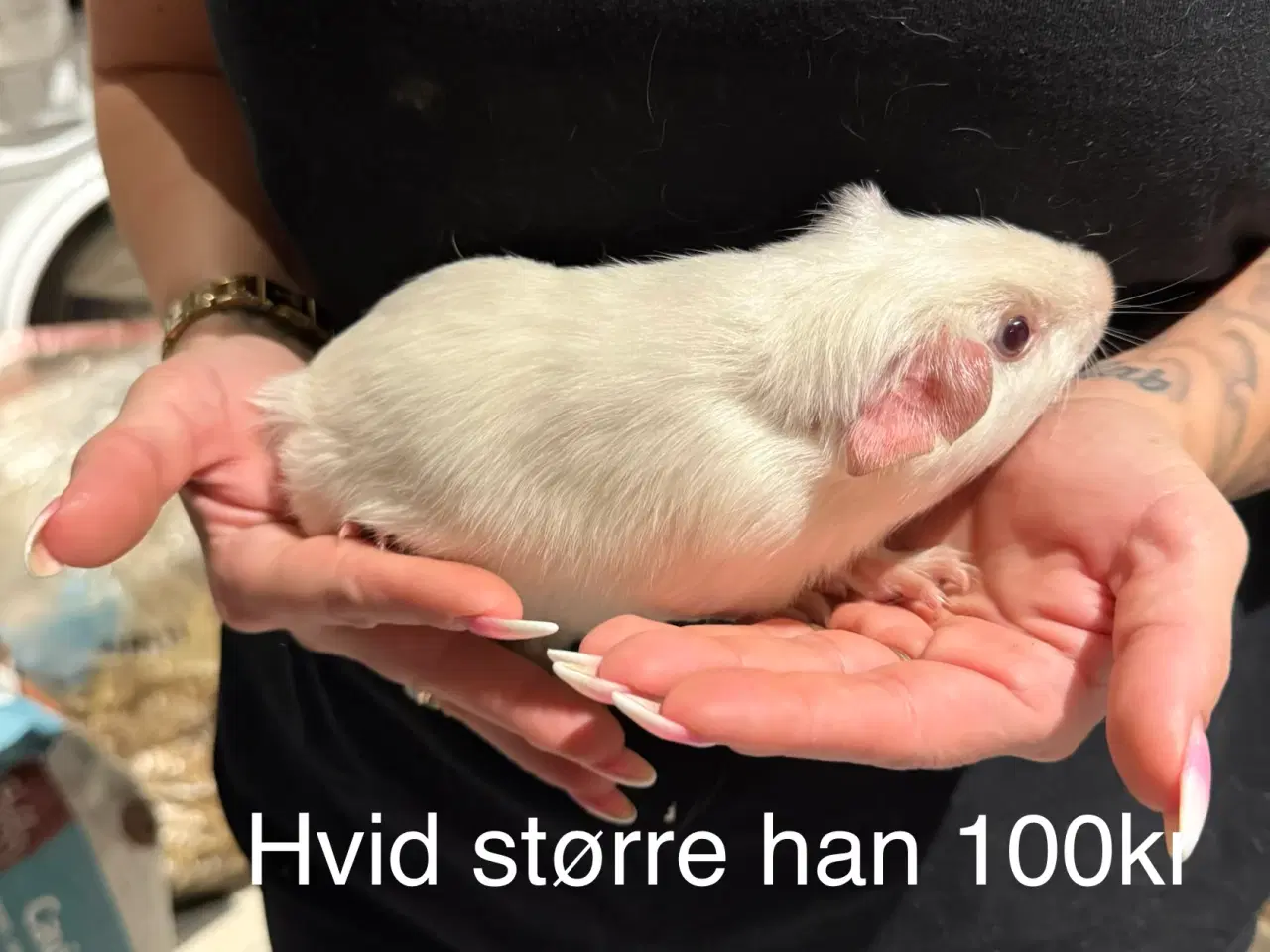 Billede 8 - Marsvin han unger