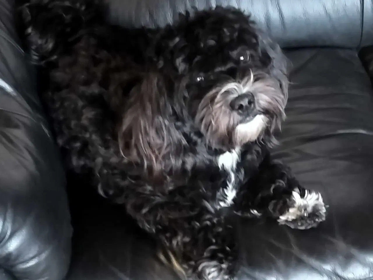 Billede 1 - Bichon Havanais 