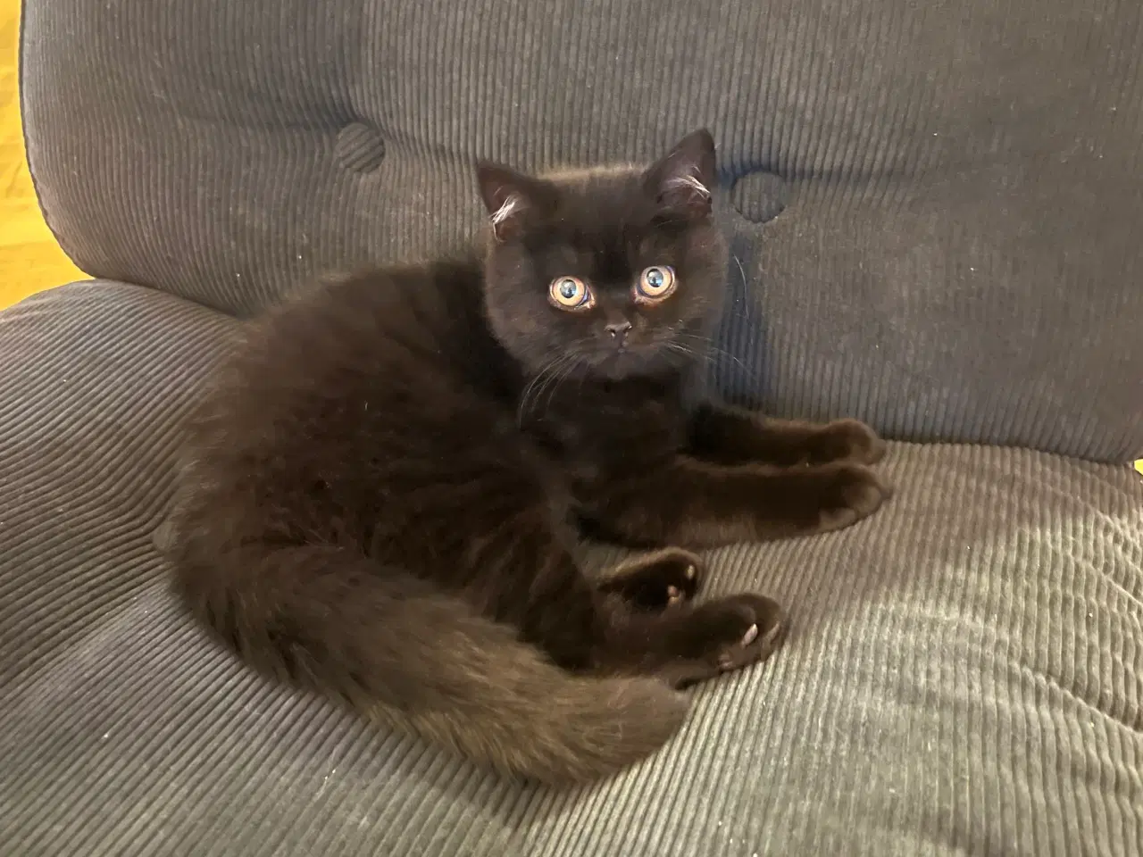 Billede 10 - British shorthair Luna søger hjem