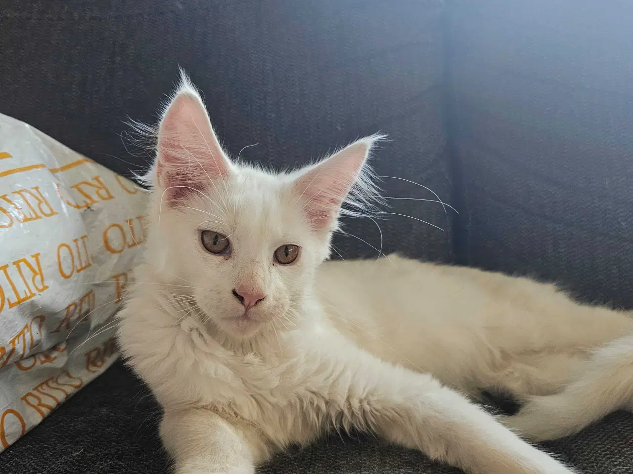 Billede 2 - Maine Coon killing m/stamtavle