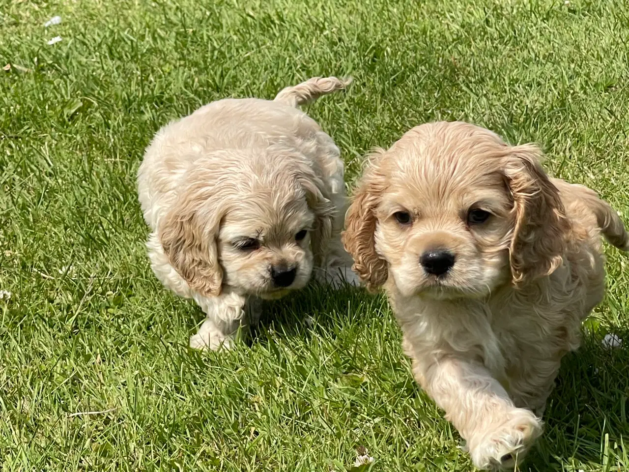 Billede 8 - Rejseklar 🧳 Skønne Amerikanske Cockerspaniel 