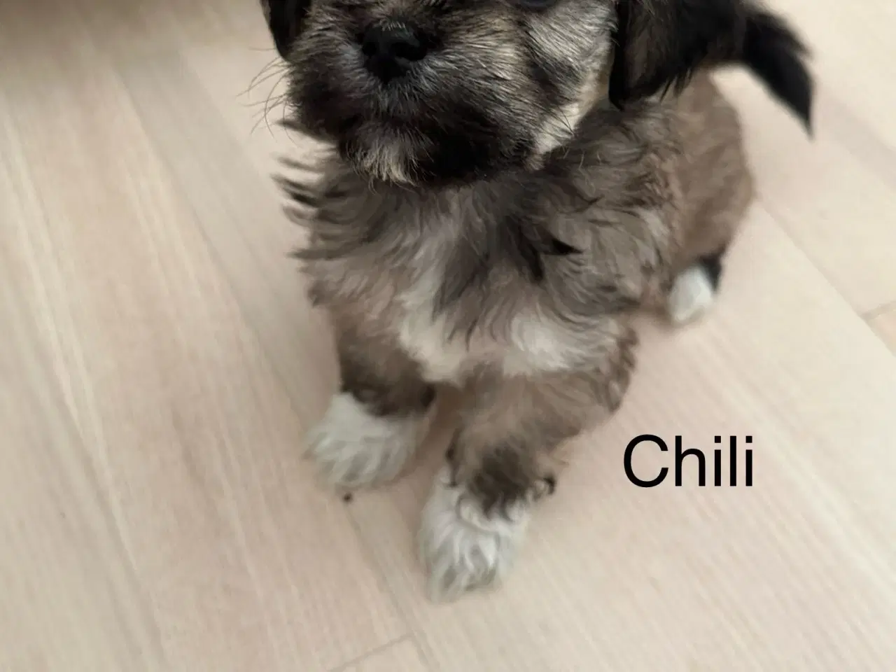 Billede 1 - Chili - Lhasa apso