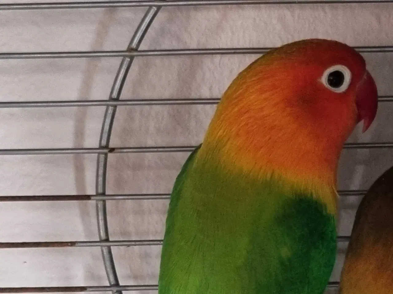 Billede 2 - To dværgpapegøjer