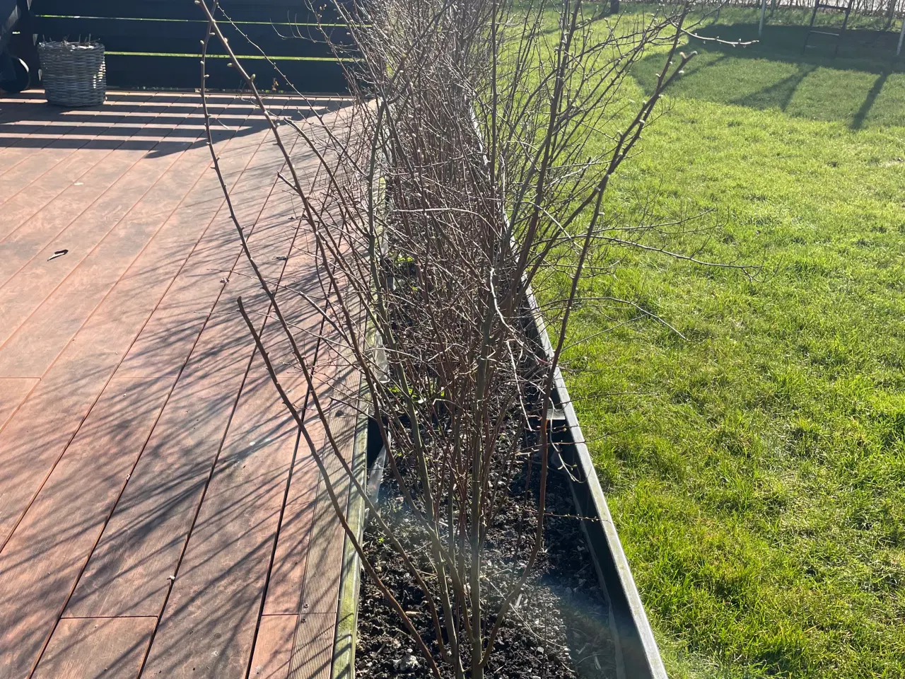 Billede 3 - 12 x Spirea hæk planter