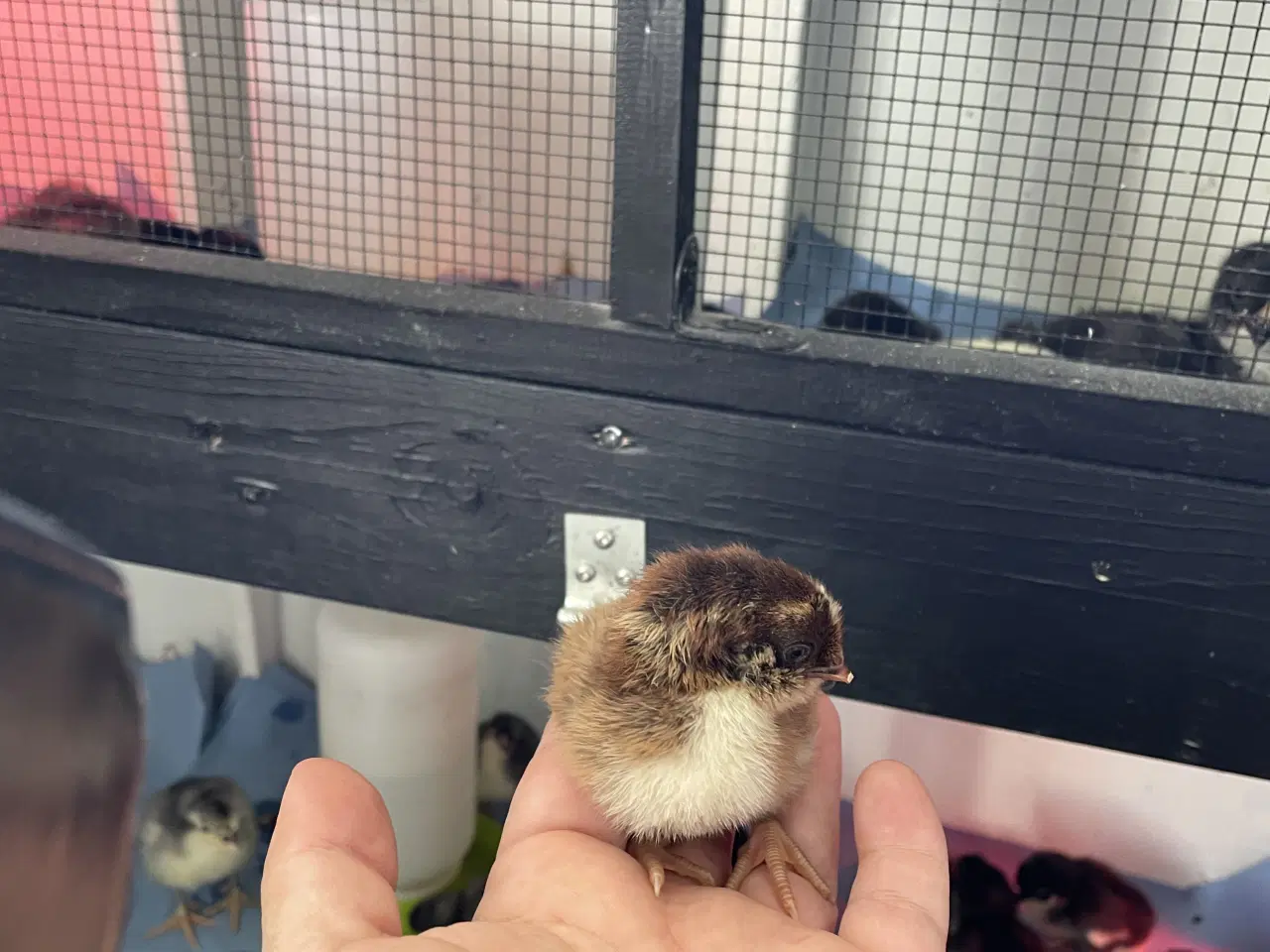 Billede 8 - Varmekrævende Kyllinger