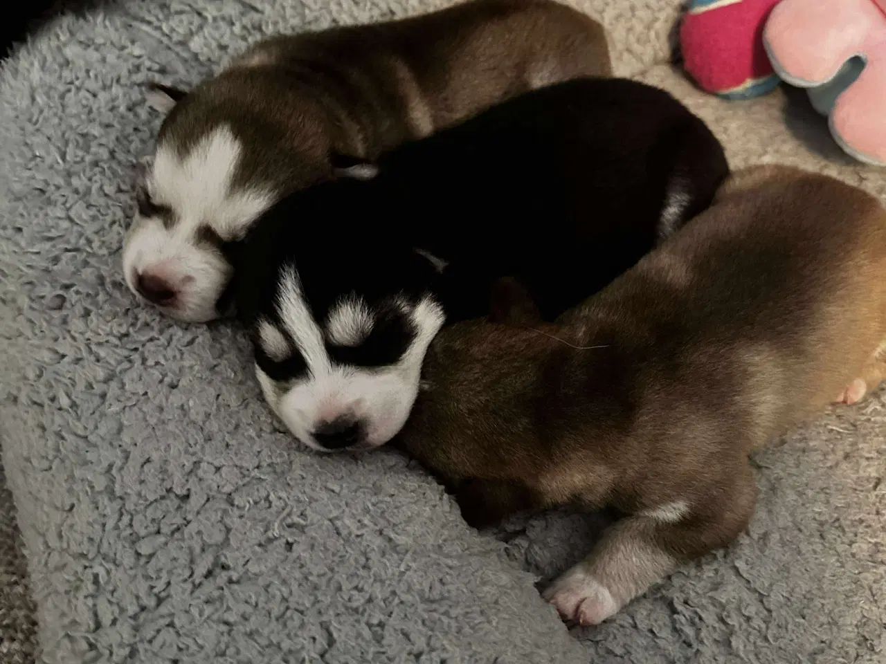 Billede 2 - Ægte husky hvalpe