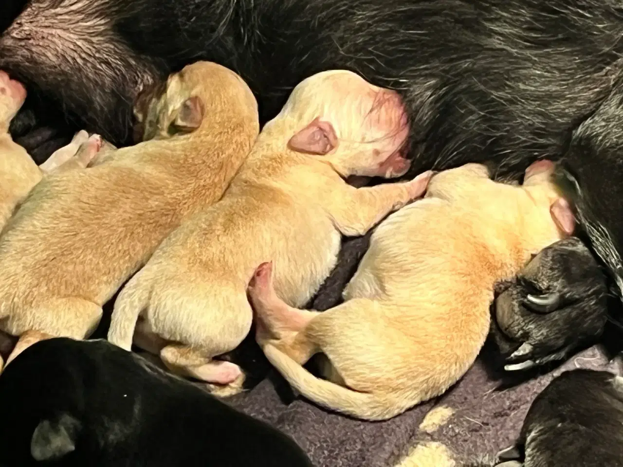 Billede 2 - Labrador retrievere efter bedste jagtlinjen (F1) 