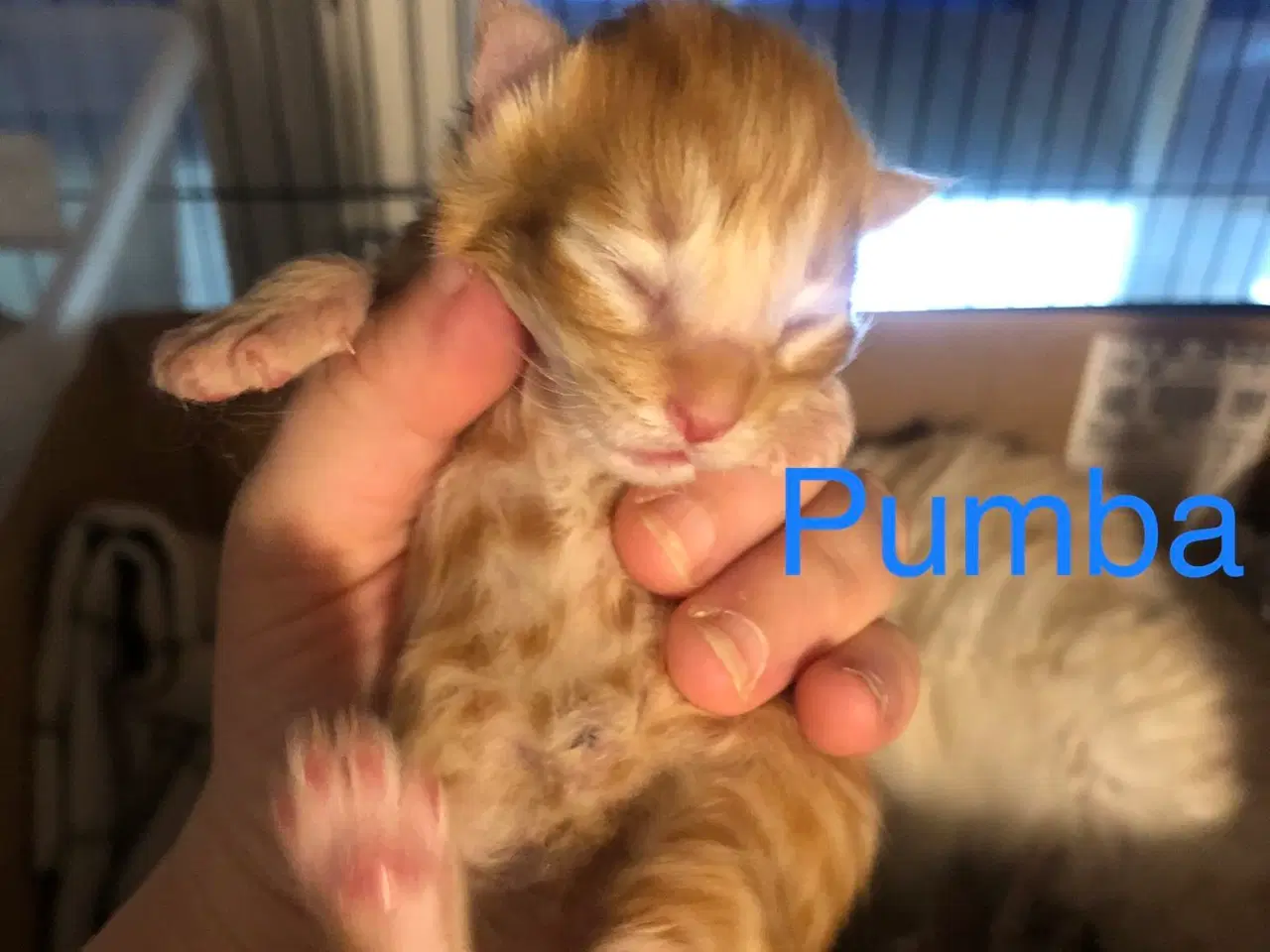 Billede 3 - Maine coon killinger unden travle 
