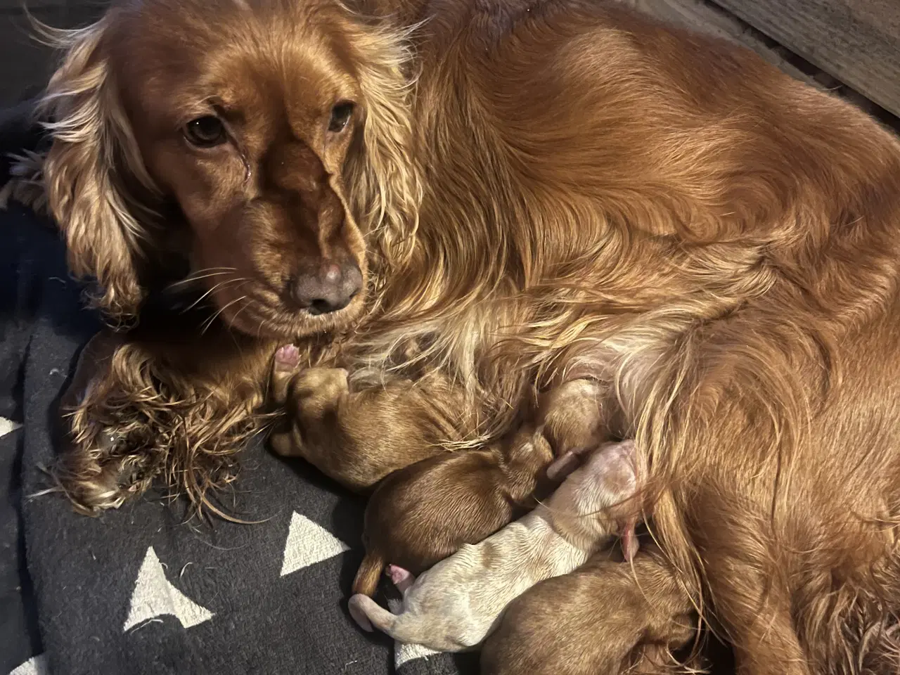 Billede 1 - Engelsk Cocker spaniel 