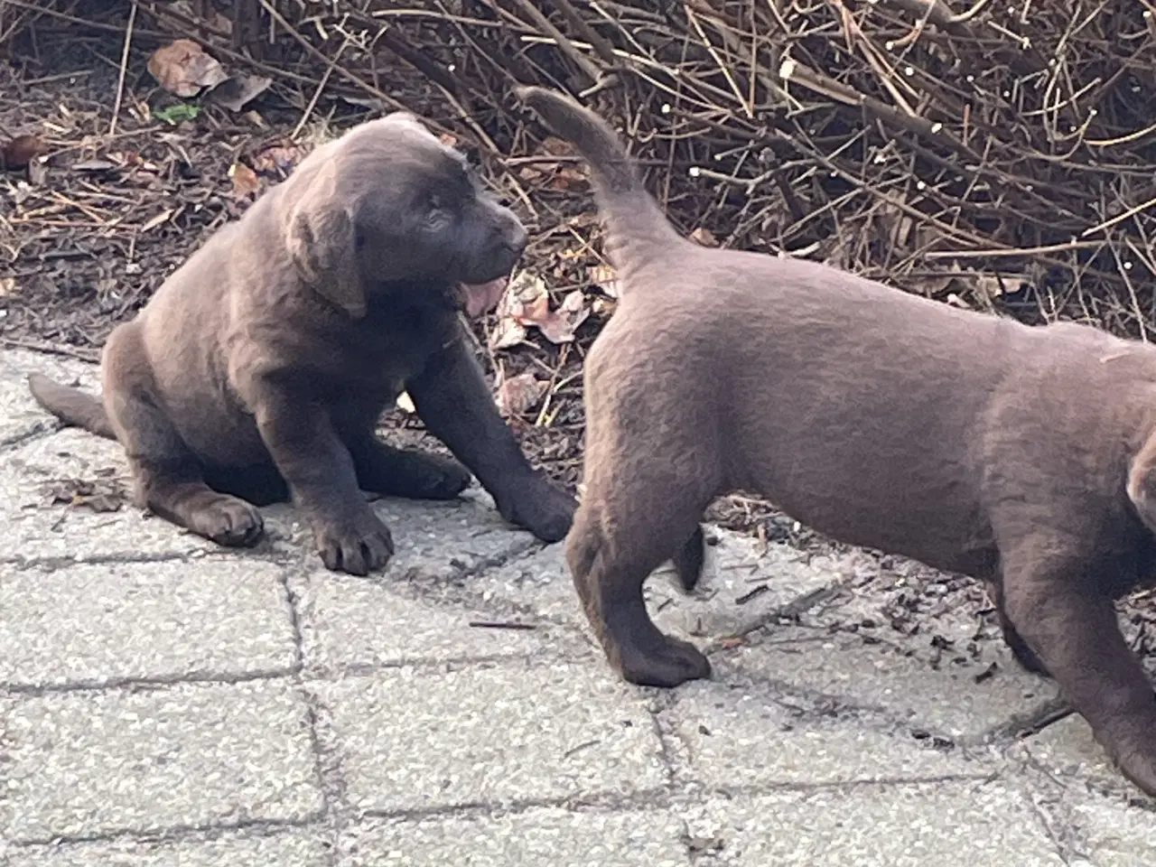 Billede 3 - Brune labrador hvalpe