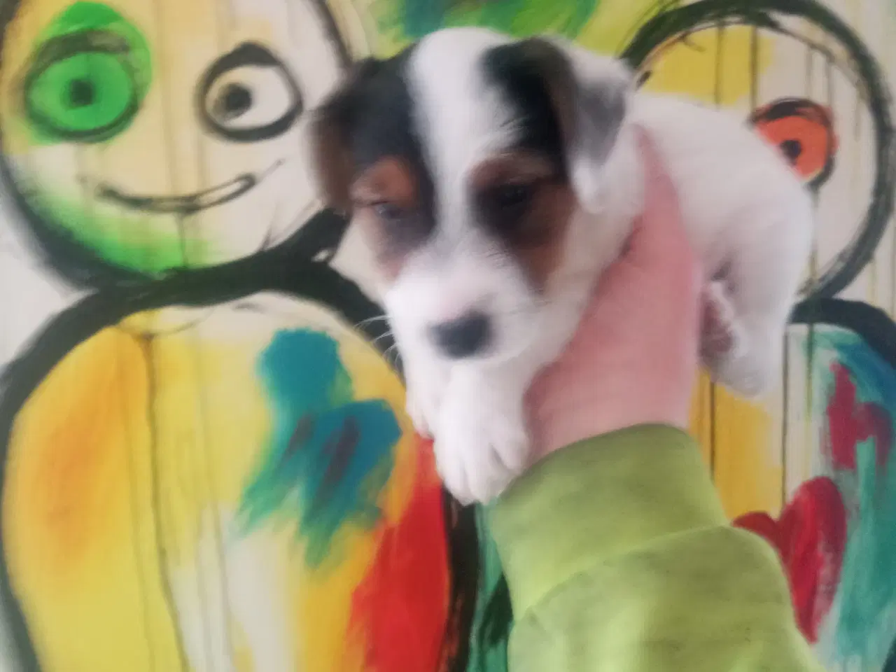 Billede 3 - Jack Russell Terrier hvalpe