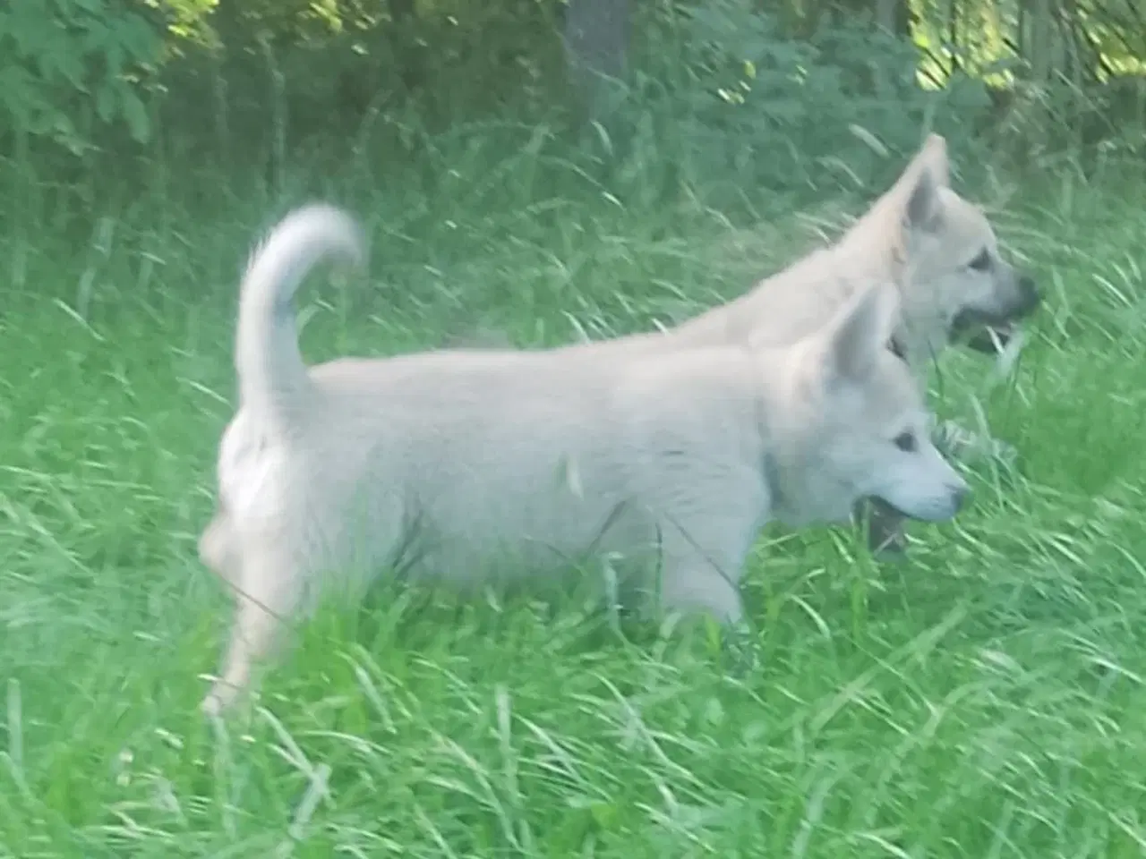 Billede 12 - Husky blandinger 