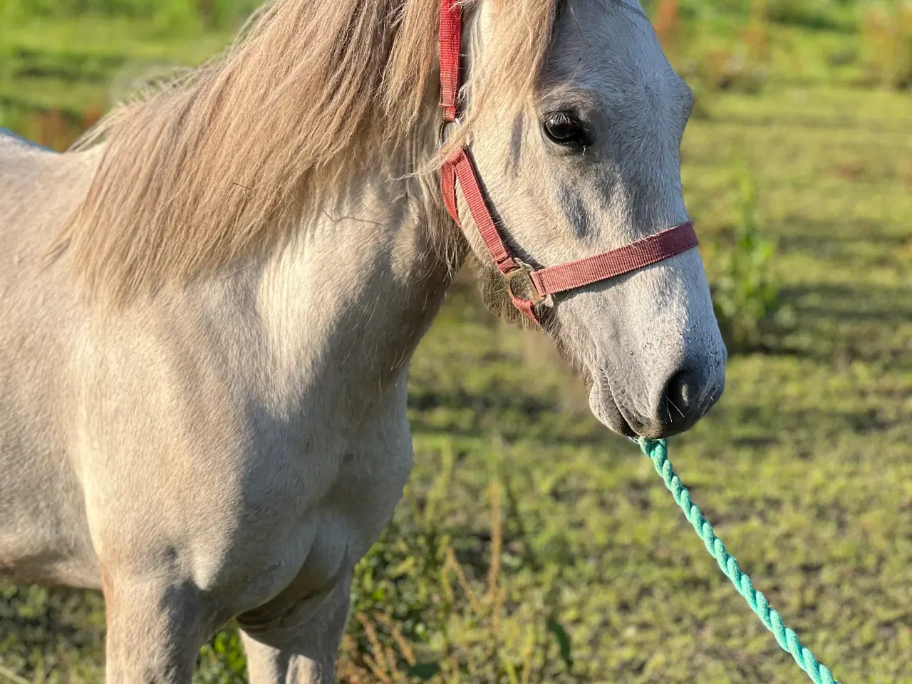 Billede 3 - Lækker hingst føl