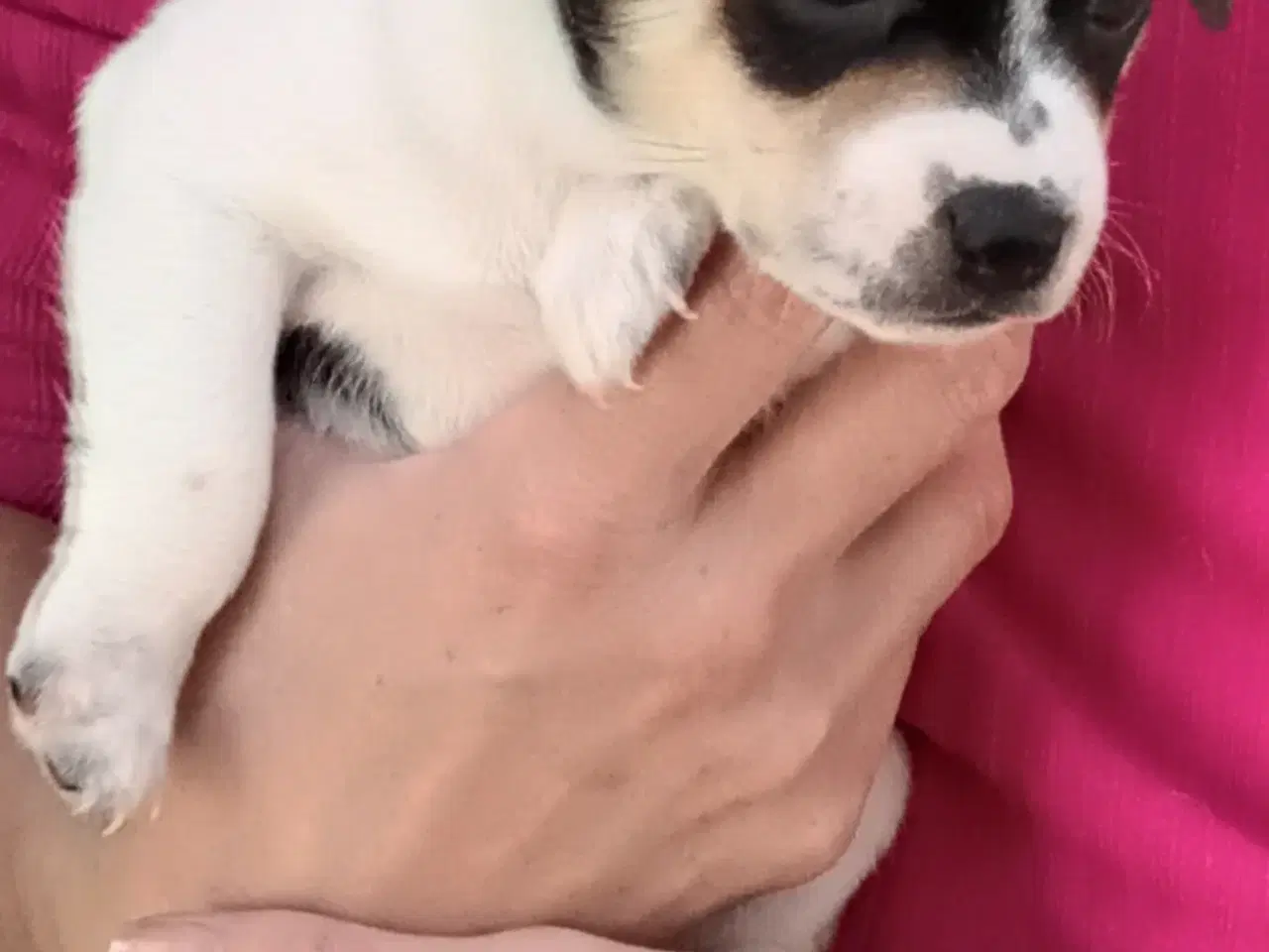 Billede 2 - Dansk svensk Gårdhunde Hvalpe