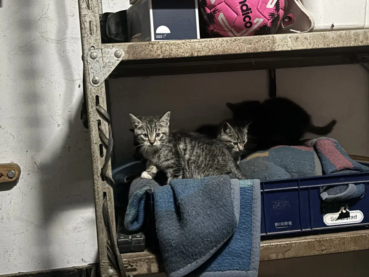 Billede 3 - Kattekillinger sælges