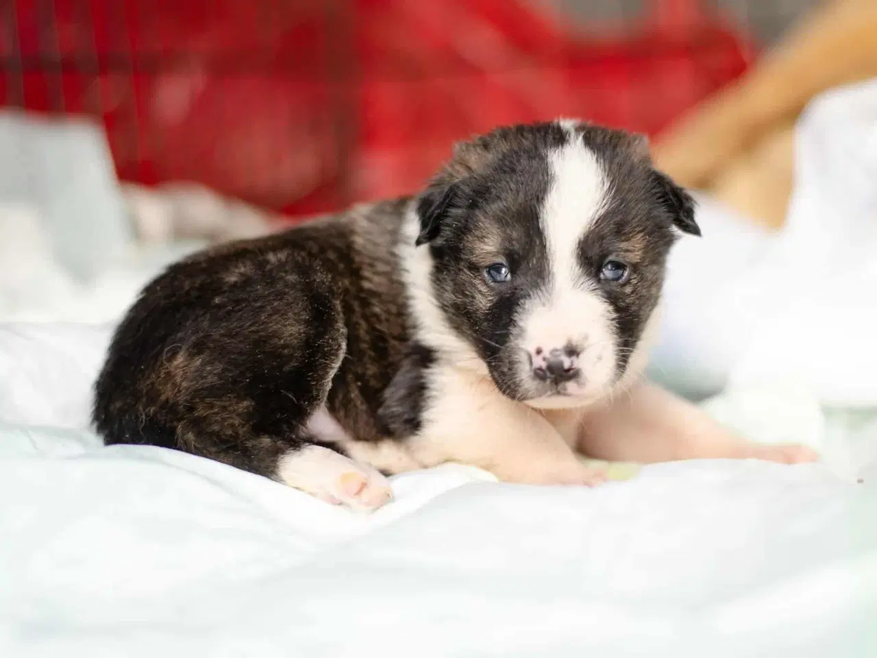 Billede 6 - Smukke Tora søger hjem 