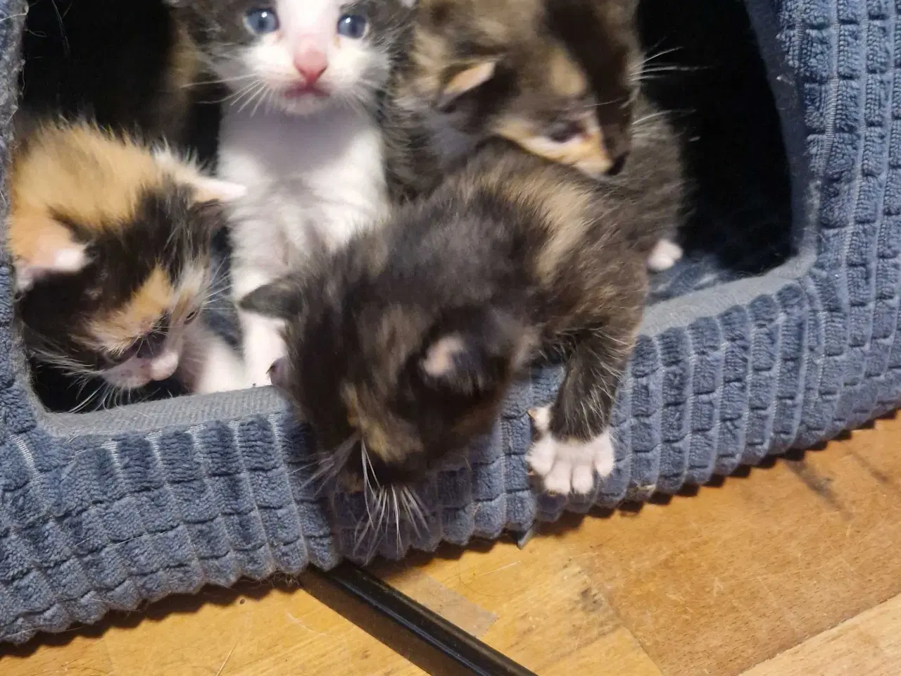 Billede 2 - 4 kattekillinger sælges